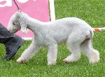 Cães