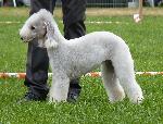 Cães