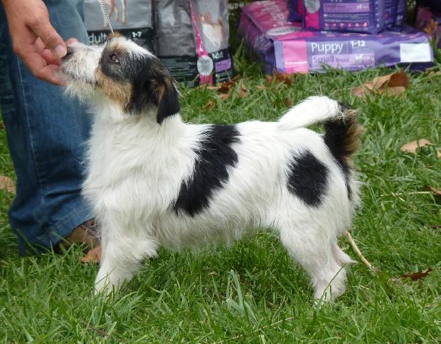 Jack Russel Terrier