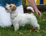 Cães