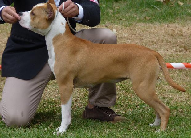 American Staffordshire Terrier