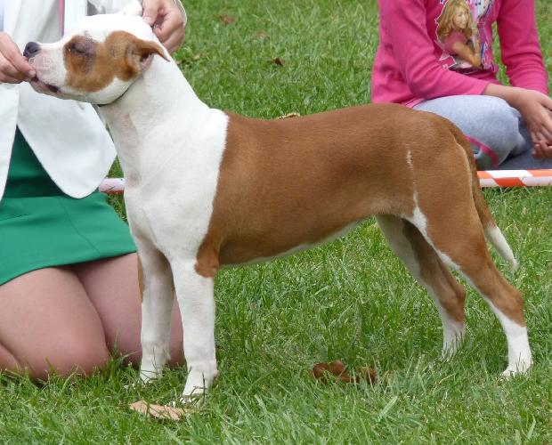 American Staffordshire Terrier