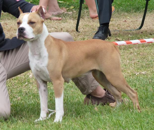 American Staffordshire Terrier