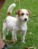 Cães
