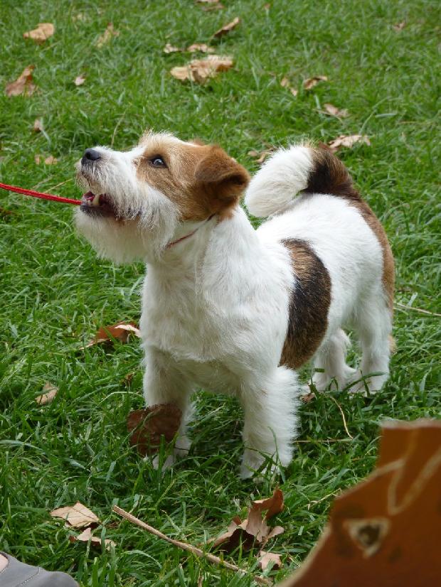 Jack Russel Terrier