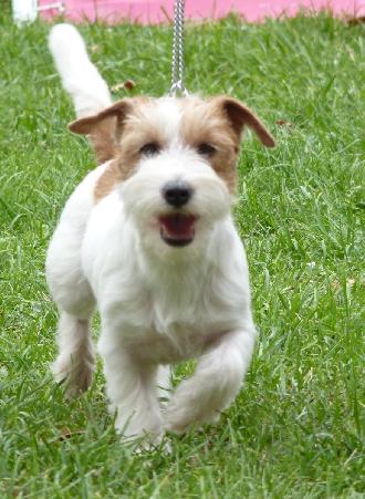 Criadores de cães Jack Russel Terrier