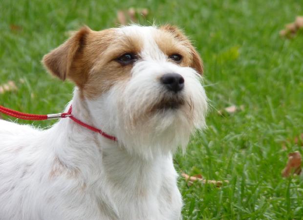 Jack Russel Terrier