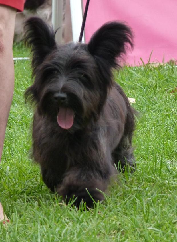 Skye Terrier