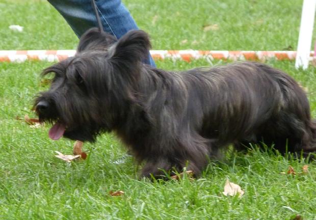 Skye Terrier