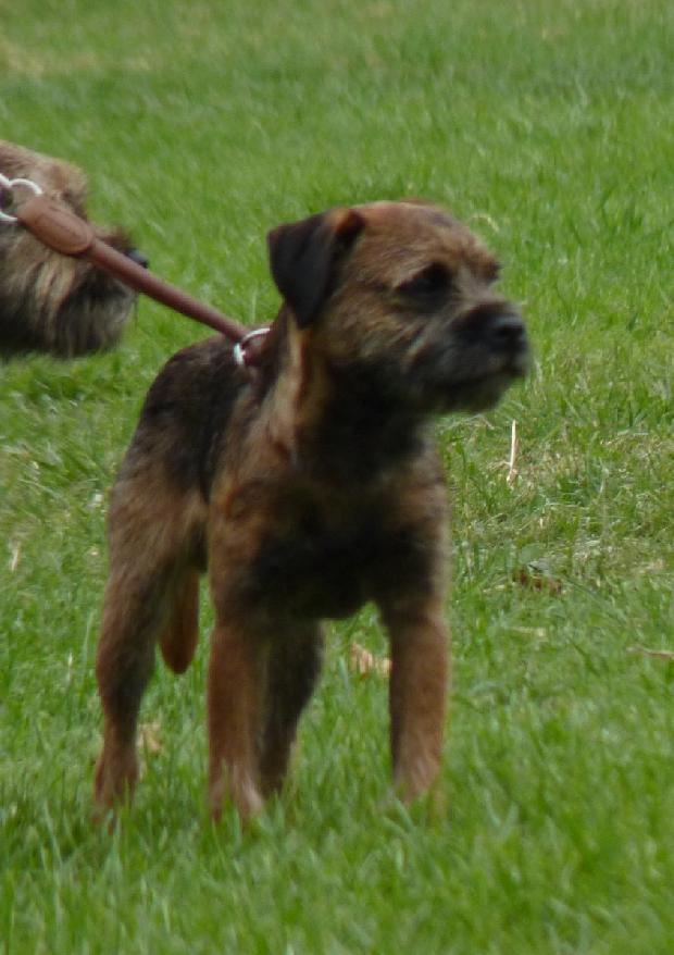 Border Terrier