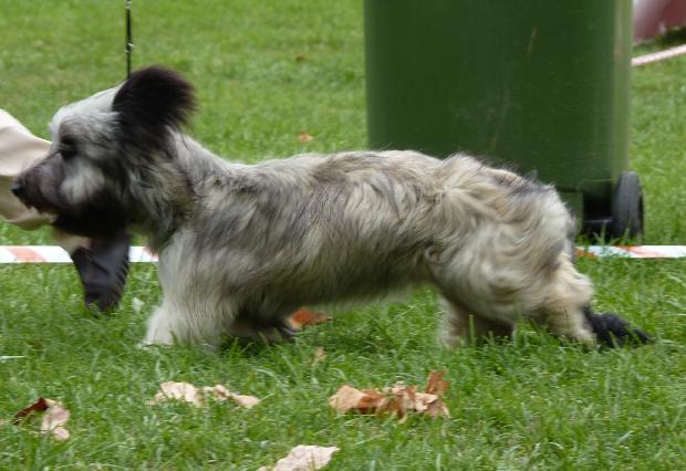 Skye Terrier