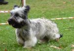 Cães