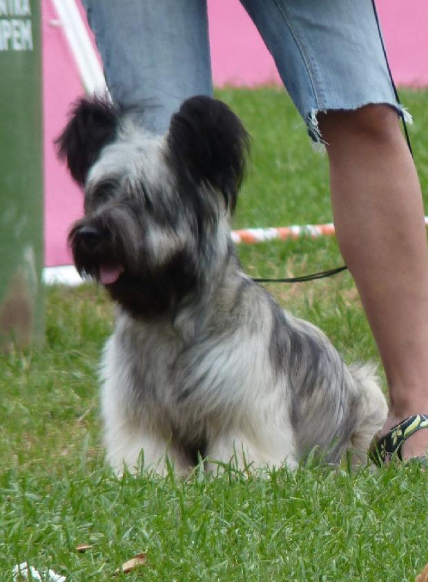 Skye Terrier