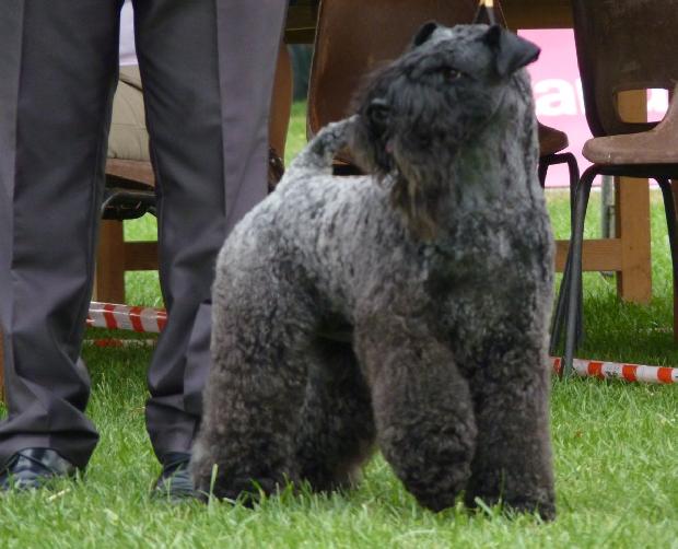 Kerry Blue Terrier