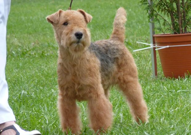 Lakeland Terrier