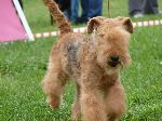 Cães