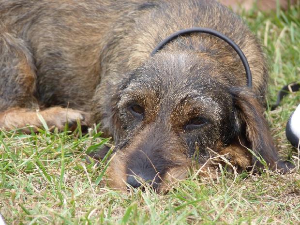 Cão