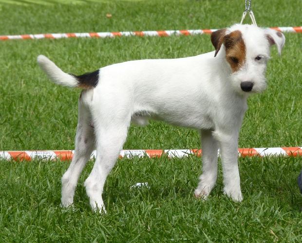 Parson Russel Terrier