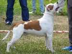 American Staffordshire Terrier