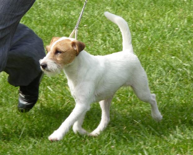 Parson Russel Terrier