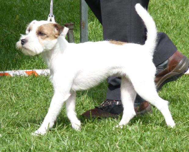 Parson Russel Terrier