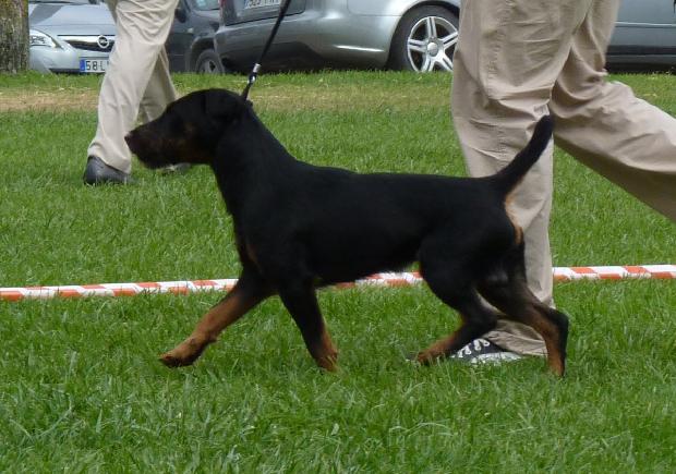Deutscher Jagdterrier