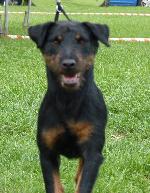 Cães