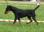 Cães