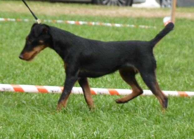Deutscher Jagdterrier