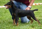 Cães