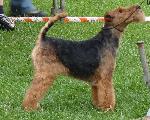 Cães