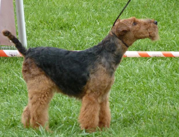 Welsh Terrier