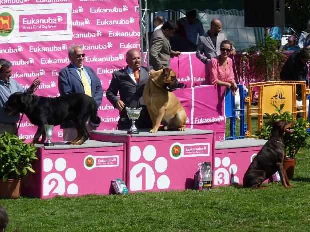 Melhor Exemplar do 2º Grupo - Internacional Sintra 2011
