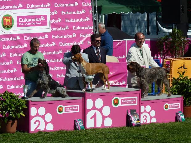 Melhor Exemplar do 7º Grupo - Internacional Sintra 2011