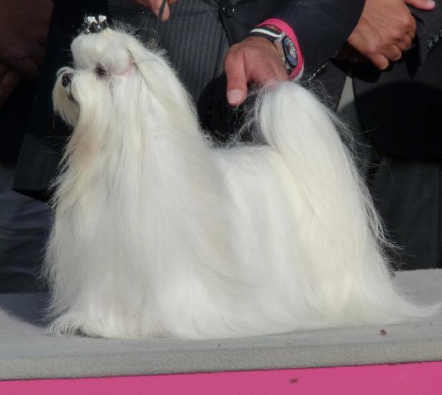 Melhor Exemplar da Exposição - Internacional Sintra 2011