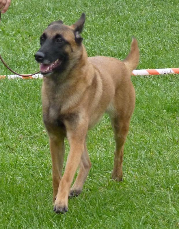 Cão de Pastor Belga Malinois