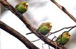 Aves
