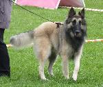 Cães