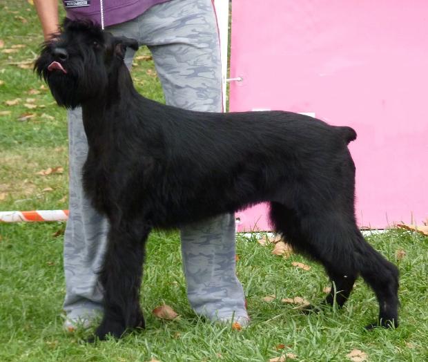 Schnauzer Gigante Preto