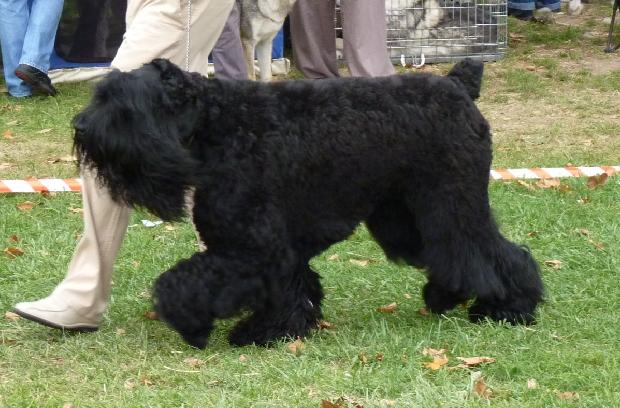 Schnauzer Gigante Preto