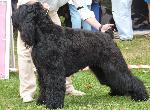 Cães