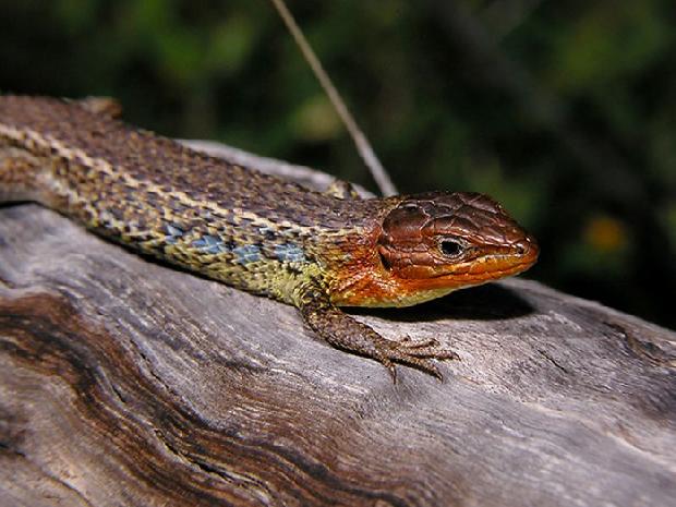 Lagartixa-do-mato-comum