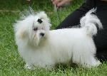 Cães