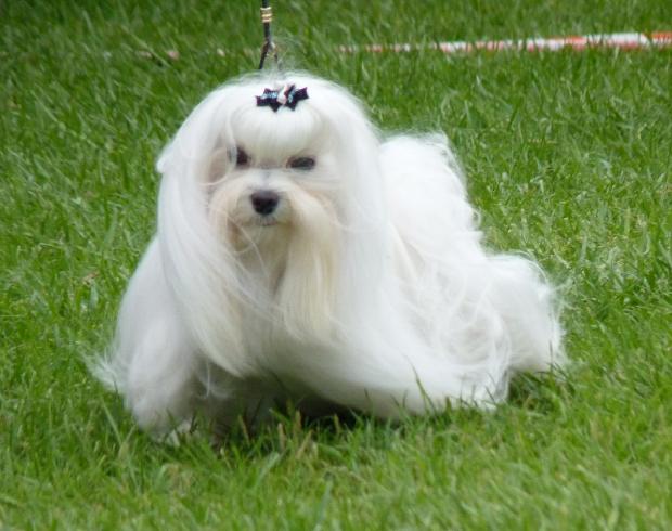 Bichon Maltês