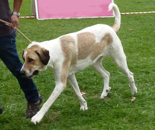 Cão de Gado Transmontano