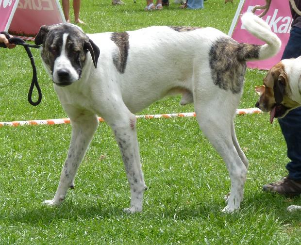 Cão de Gado Transmontano