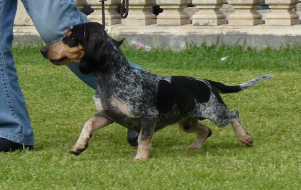 Basset Bleu de Gascogne