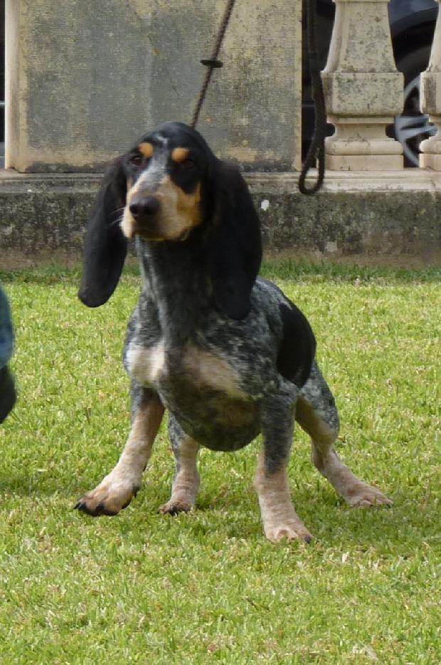 Basset Bleu de Gascogne