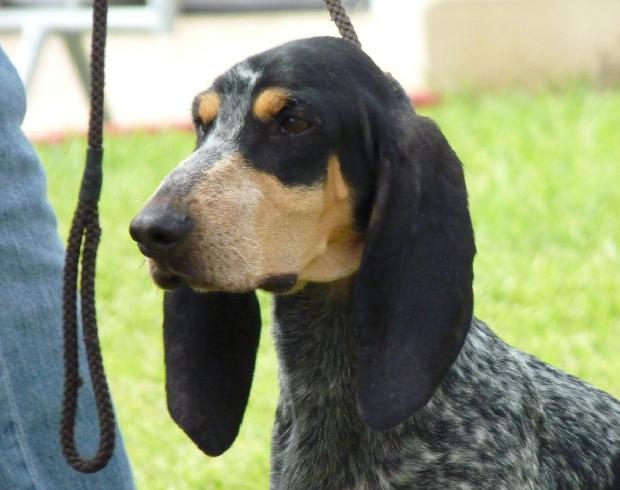 Basset Bleu de Gascogne