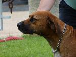 Cães